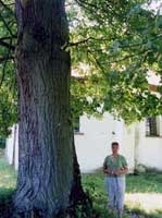 One of the huge trees in the churchyard