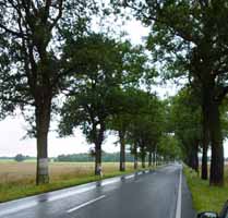 Typical tree-lined road, this one is north of Berlin