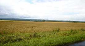 Ripe grain fields near Nahausen