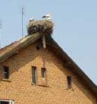 Storks on chimney
