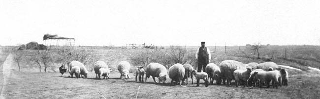 Grandpa Mueller's Sheep