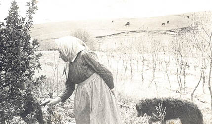 Grandma Picking Cherries