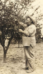 Picking Cherries