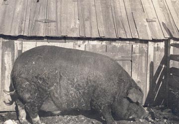 Grandpa Mueller's Hog