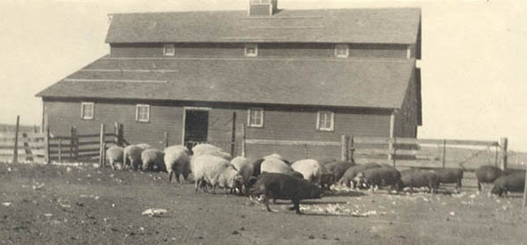 Grandpa Mueller's Animals